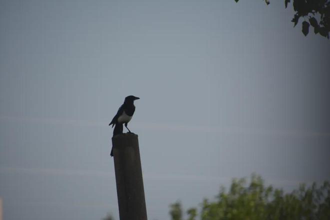 熊猫体育诗天子•诗刊｜诗歌精选第393期