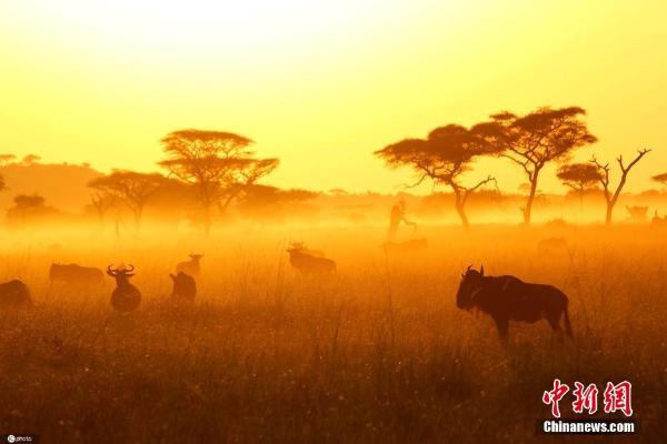 熊猫体育落日下的非洲野生动物剪影 金色余晖画面唯美(图2)